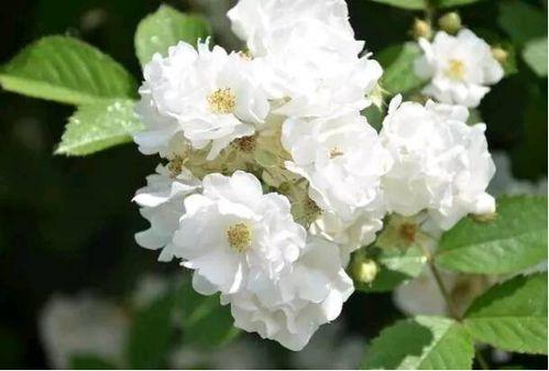 开到荼靡,一场关于生命绽放的深情演绎