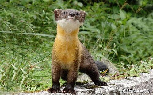 平平无奇大师兄 动态漫画,漫谈日常中的英雄传奇